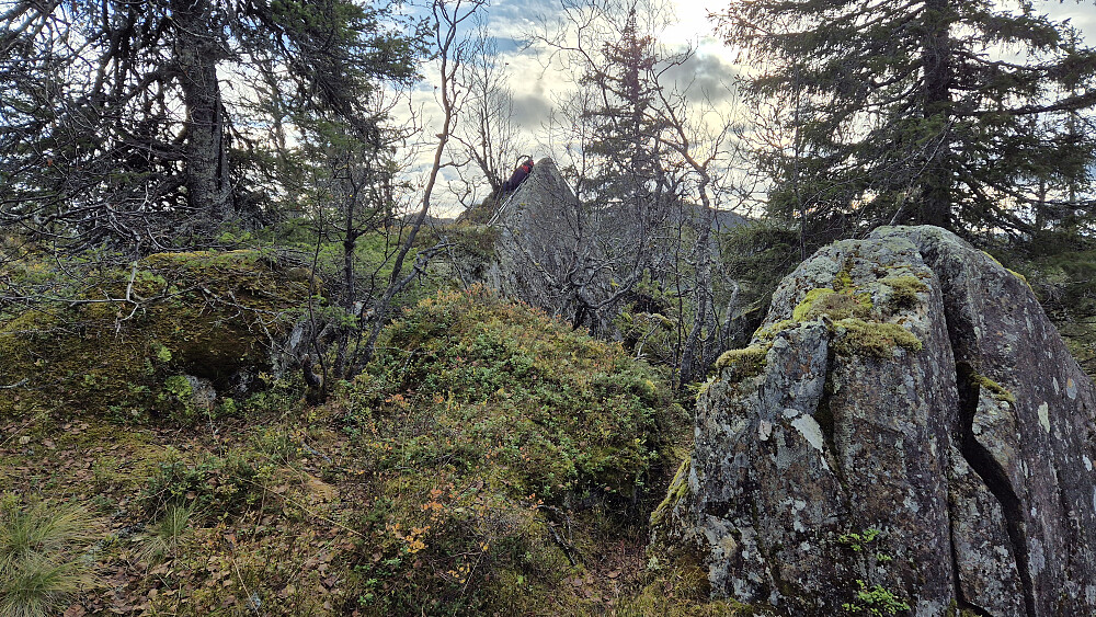 Mye trær og busker her på Goplenuten (890). Høyeste punkt er den spisse steinen midt i bildet hvor sekken min ligger.