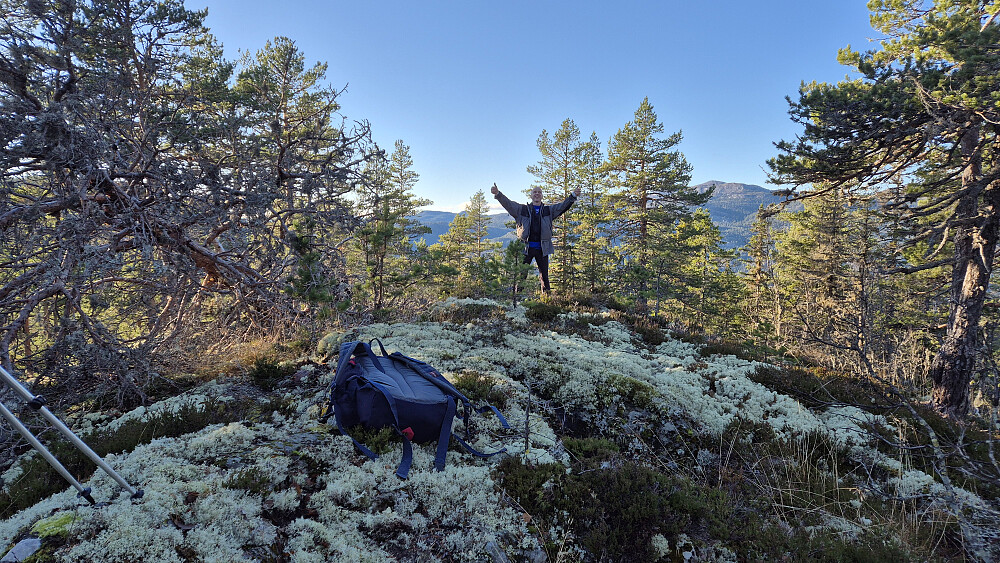 På Sandnut Sør (608). En stor furu hadde blåst overende og lagt seg nesten rett over toppunktet.