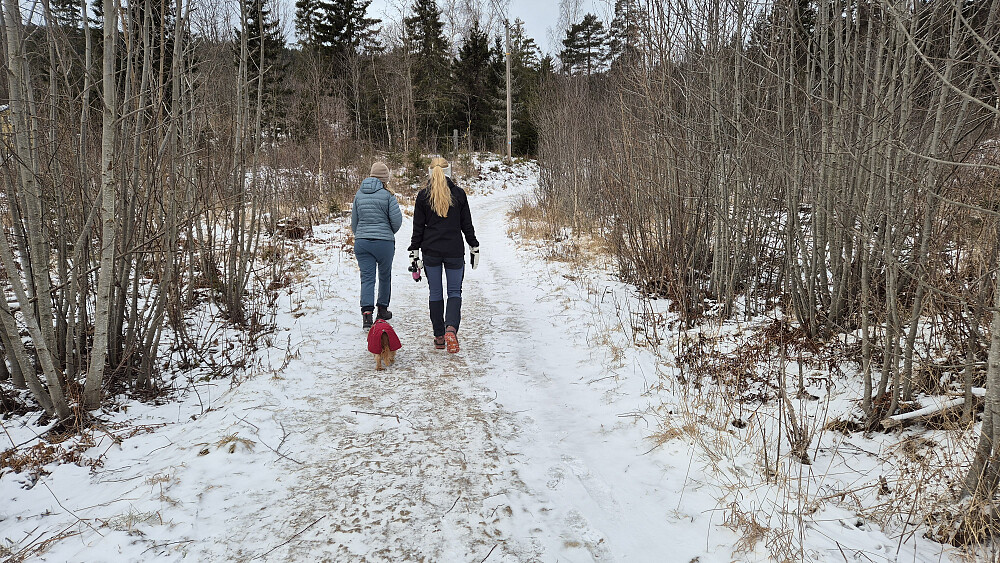 Rolig gange fra Undersrud parkering etter en romjul preget av influensa og forkjølelse på de fleste i familien. 4-5 minusgrader, og fremdeles vindkast opp i liten kuling styrke, så vi likte oss klart best der skogen ga mest mulig le.