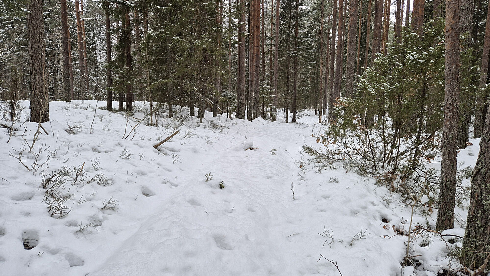 I skogen mellom Frønestjenn og Svarttjenn fulgte jeg traktorvei. Her var det lite snø og lett å gå, og denne veien gikk helt til høyspentlinja.