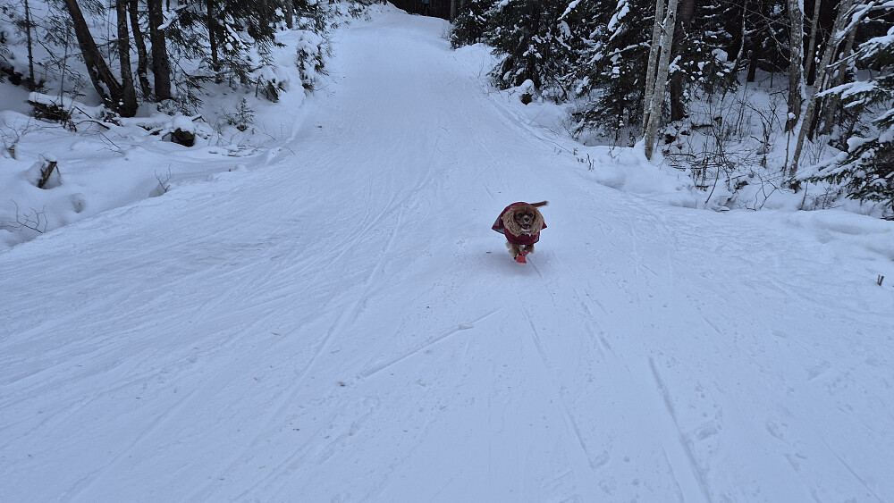 Luna fikk løpe fritt ned en bakke, og det syntes hun var gøy.
