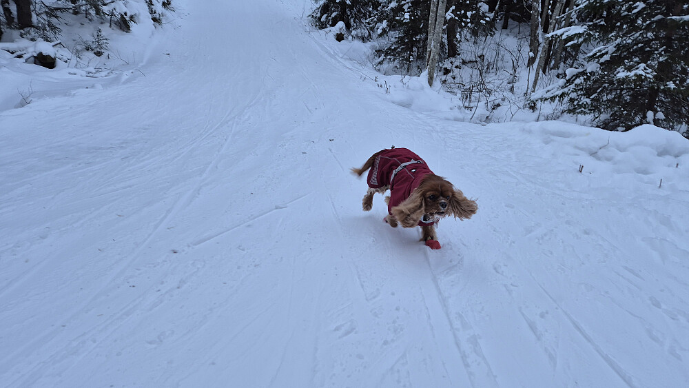Luna har løpt over brua som går over Sagelva, like sør for Heggsjø.