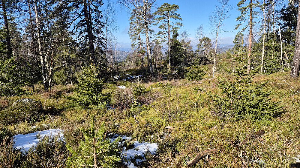 På åsen litt nordvest for Himåsen (312). Fint å se grønn lyng igjen, og snart blir den enda grønnere.