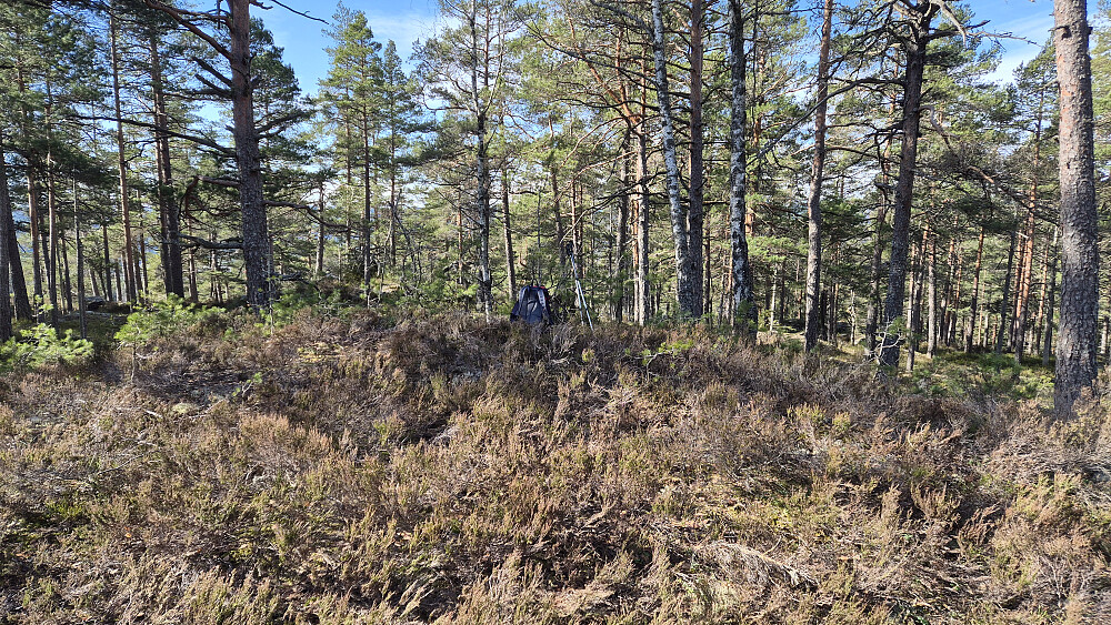 På toppen av Åslandheia (215). Under oppstigningen hit fra Slåttavegen fulgte jeg en svak sti et lite stykke. Den dukket plutselig opp, og forsvant igjen. Noe høy lyng her oppe, og flere andre steder underveis på turen. Særlig oppå høydene og der hvor furuskogen dominerte.