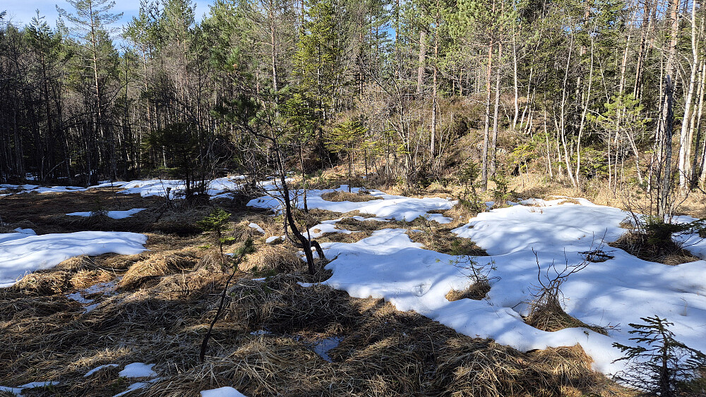 I den stedvis skyggefulle nordsiden på Storefjell (266) lå det igjen litt snø her og der, hovedsakelig på myrene og i de laveste områdene, under 200 moh. 