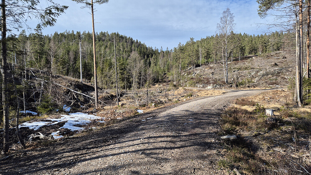 Jeg står øst for Springvassmyr, rett før grusveien går over til traktorvei. Åsen oppe til venstre er Eikelifjellet Sør (227).