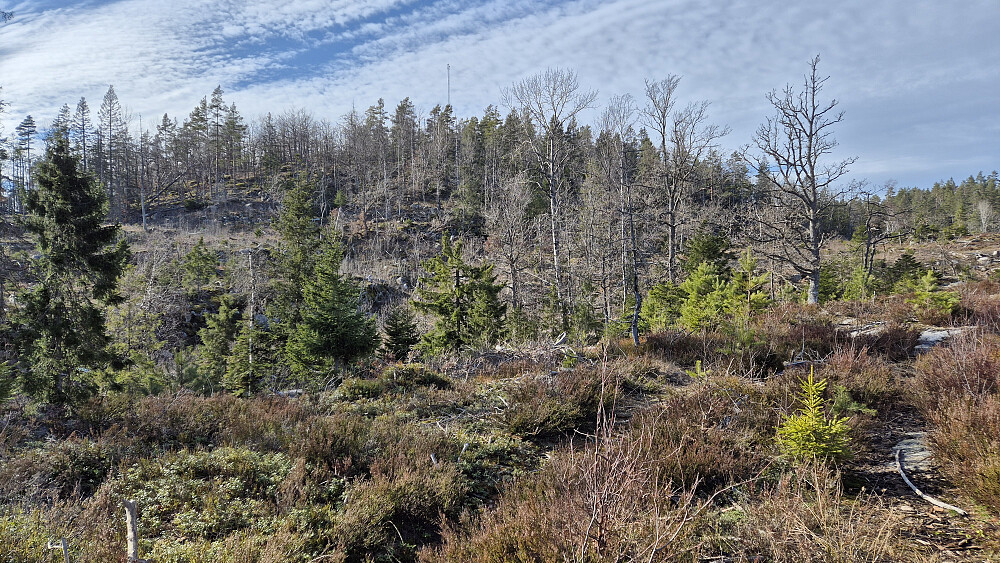 Omtrent her ender traktorveien, og det store området med eikeskog begynner. Masta som står på den østre delen av Eikelifjellet ses nokså midt i bildet øverst.
