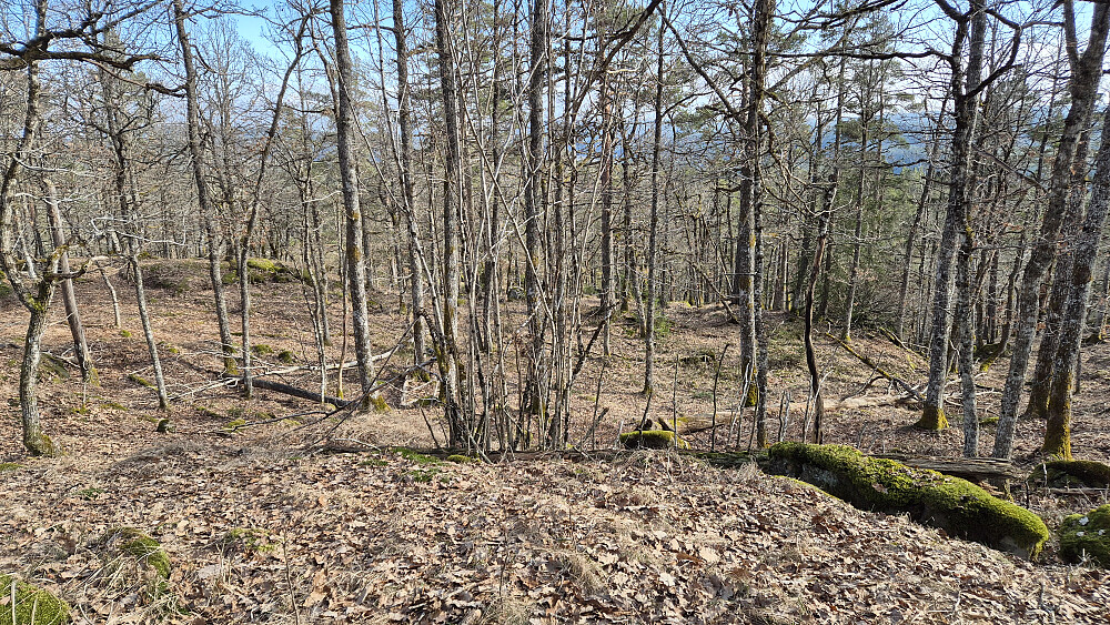 Å vasse gjennom løvet i eikeskogen i sørøstsiden på Eikelifjellet (260) var faktisk den mest koselige delen av denne turen. Åpent og lyst, og med fravær av lyng og kratt. En trivelig kontrast til det øvrige skogsterrenget.