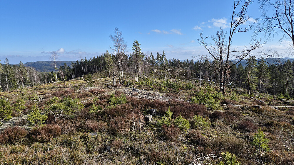 Åpent oppå ryggen på vei mot Eikelifjellet Sør (227), som er haugen litt lengre framme hvor det igjen er skog.