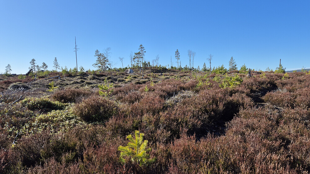 Toppunktet på Laksvassfjellet (221) er haugen i bakgrunnen midt i bildet.