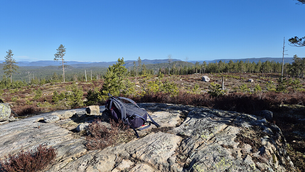 Toppunktet på Laksvassfjellet (221). Snauhogsten sørget for vidstrakt utsikt. Bildet tatt mot nord.