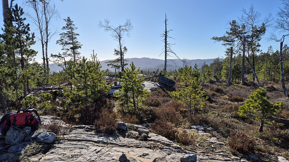 Noen flere trær og busker sto igjen like øst og sørøst for toppunktet på Laksvassfjellet (221), men litt utsyn var det nå allikevel. Her med utsikt mot sørøst. Høyeste ås bakerst midt i bildet, er Dyvikheia (340).