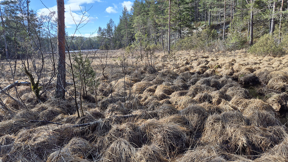 På myra nord for Soltjenn, som ses bak til venstre. Her måtte jeg tråkke på gresstuene siden det var en del vann mellom de.