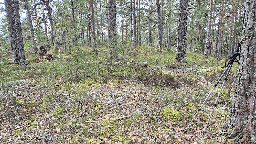 Toppunktet på Hestlihaugen (169) er omtrent her. Bildet er tatt tilbake mot stien, som er ca 50 meter unna.