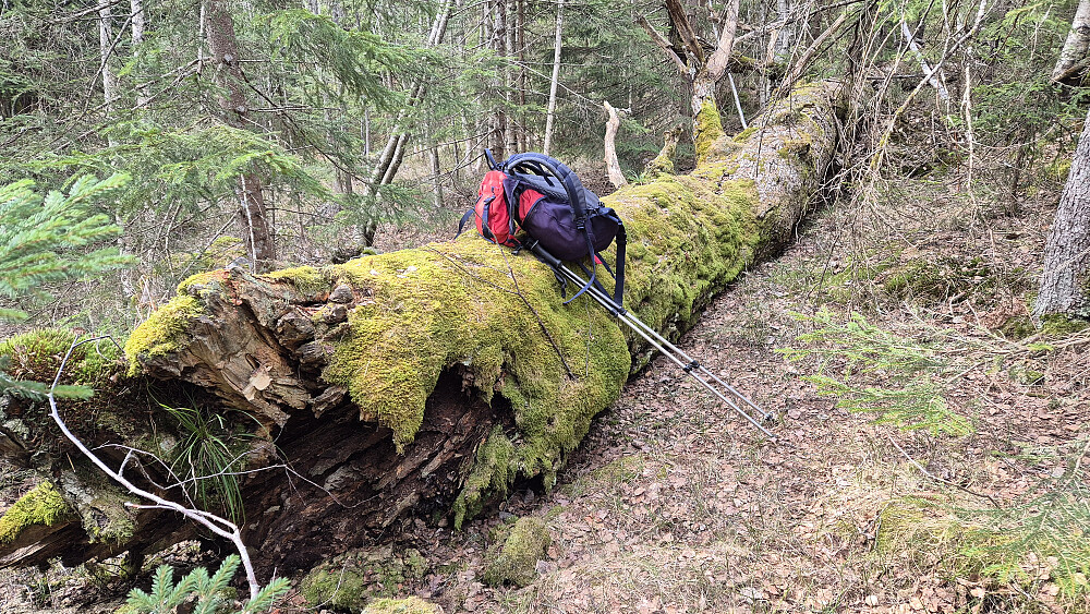 I skogen nordvest for Asgjerdstigfjellet (417) lå denne kjempen på bakken. Jeg så et par andre døde kjemper som fremdeles sto oppreist, men også flere som levde. Noen hule, tørre stammer passerte jeg også. Spennende å gå i sånn skog hvor det fremdeles finnes noen svære trær igjen, og hvor det ikke bare er gran, furu eller bjørk. Dette er for øvrig innenfor Asgjerdstigfjell naturreservat.