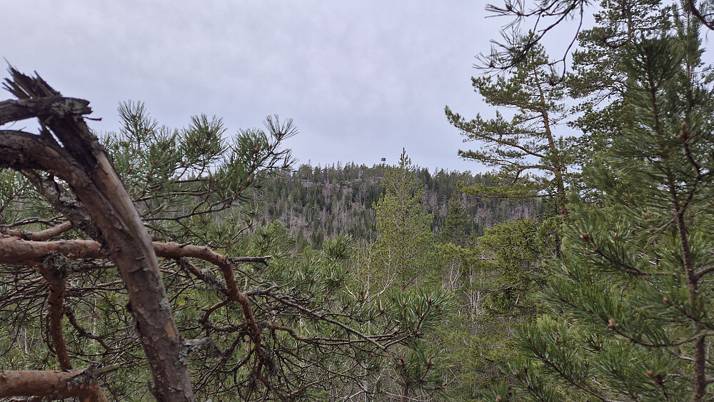 Gløtt av utsikt over mot Rundkoll (426), hvor branntårnet stikker godt over skogen.