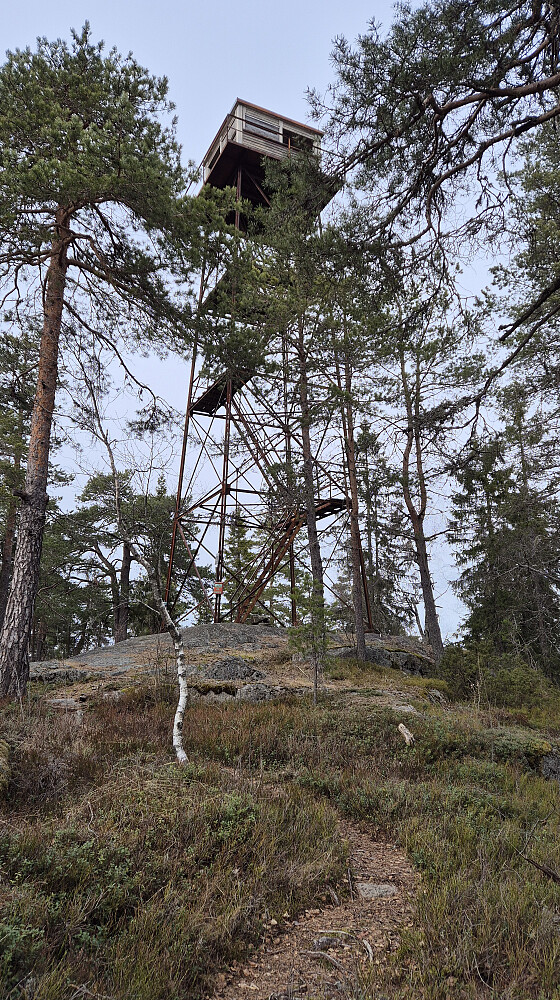 Jeg nærmer meg toppen av Rundkoll (426). Branntårnet rager godt over skogen. Stien ses nederst i bildet.