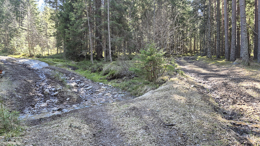 Flere steder delte traktorveien seg. Her på ca 280 meters høyde, hvor man kan gå mer direkte mot Vardefjell (587) på veien til venstre. Jeg fortsatte på traktorveien som går oppover til høyre i bildet.