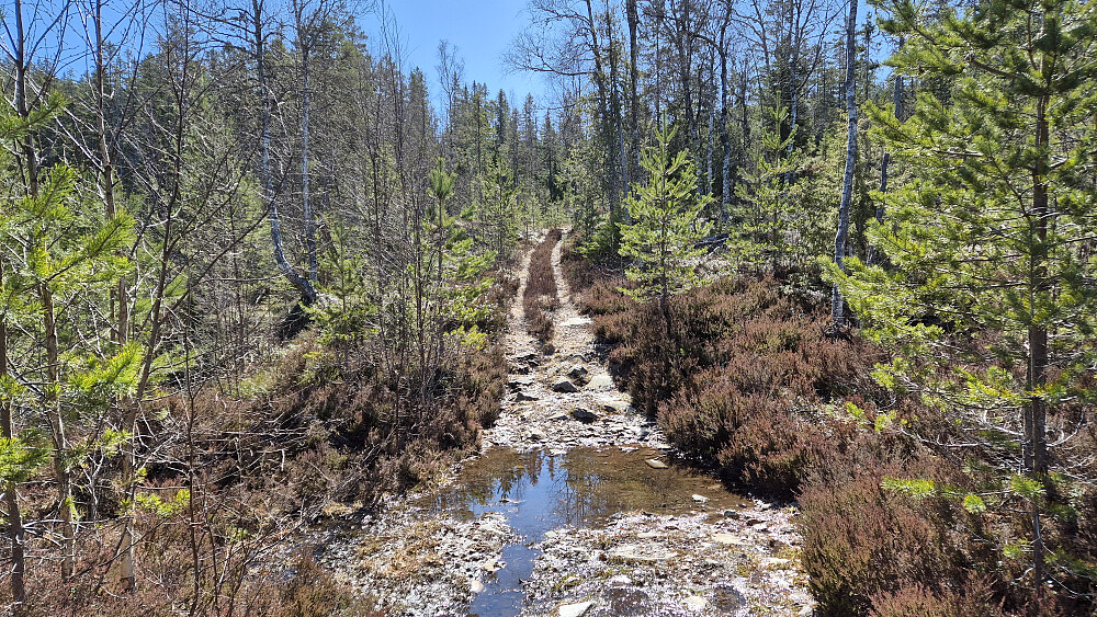 Jeg fulgte fin traktorvei oppover mot Nysefjell (554). Her på drøyt 410 meters høyde, ved Haukvikfjellet. Som regel en del vann i groper og søkk.