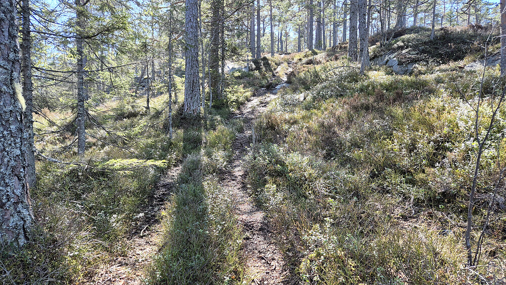 Da den øverste, lille hytta på drøyt 475 meters høyde var passert, fortsatte jeg videre i disse hjulsporene til opp på en rygg. Der ble det sti, som gikk helt til toppen av Nysefjell (554).