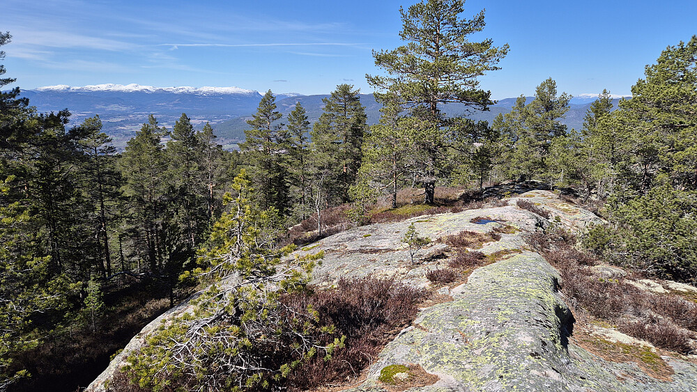 Da det var rundt 450 meter igjen til toppen av Nysefjell (554), gikk stien over denne ryggen. Lettgått og trivelig her på svaberget. Langt bak til venstre ses snødekte Lifjell.