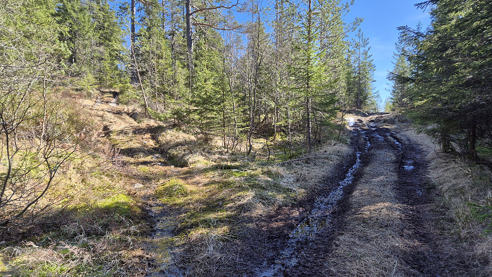 Jeg står ved et veiskille på traktorveien i dalsøkket Trengen. Her fulgte jeg ATV-sporene som går oppover til venstre. Disse går omtrent halvveis opp mot toppen av Vardefjell (587), men er ikke inntegnet på kartene.