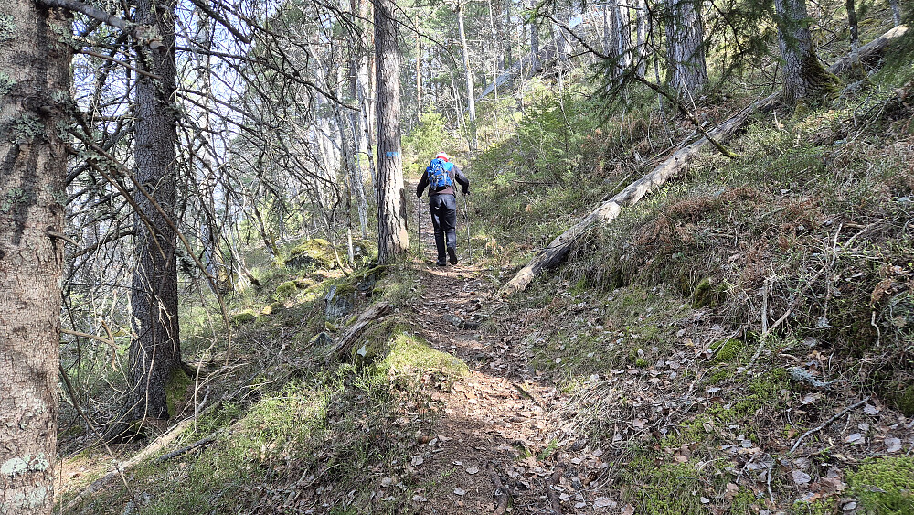 Blåmerket og fin sti oppover i skogen. Her har vi gått i bare snaut 10 minutter.