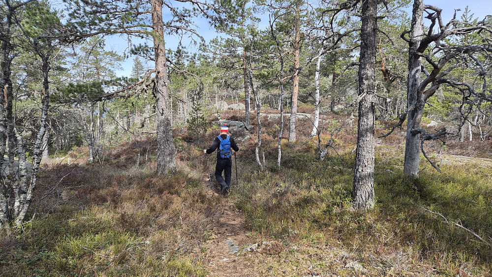 På stien høyere oppe, hvor trærne ble lavere og skogen mer åpen. Her har vi igjen et kvarter å gå til toppen av Måna (602).
