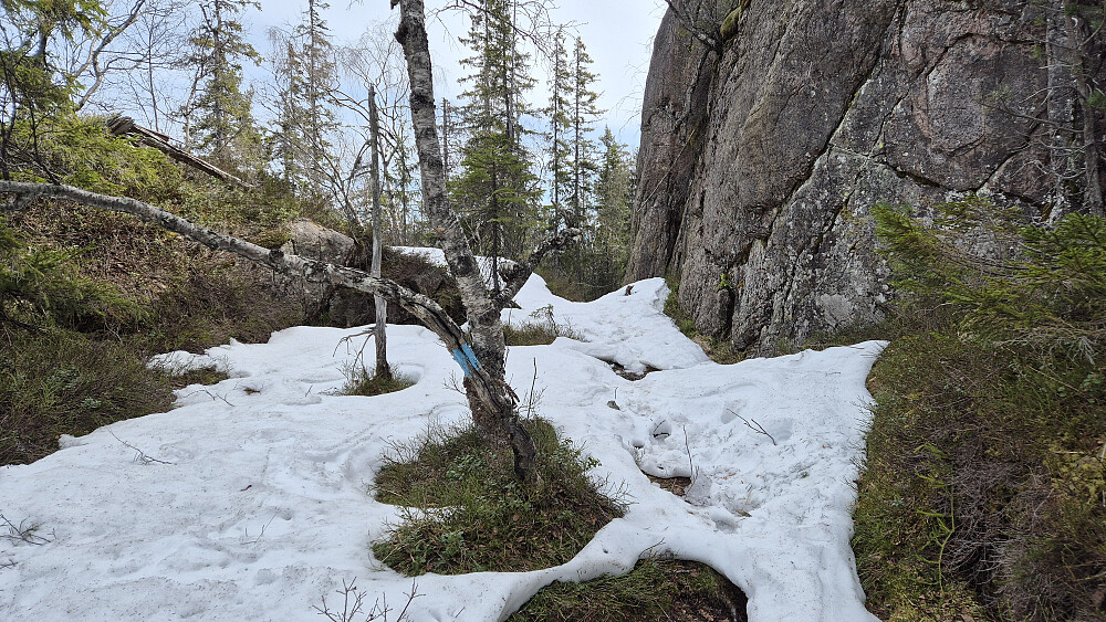 Partiet hvor det lå igjen mest snø var der stien gikk i skyggesiden av en lang skrent, litt nord for Måna (602). For øvrig var det ikke mange plasser det lå igjen snø.