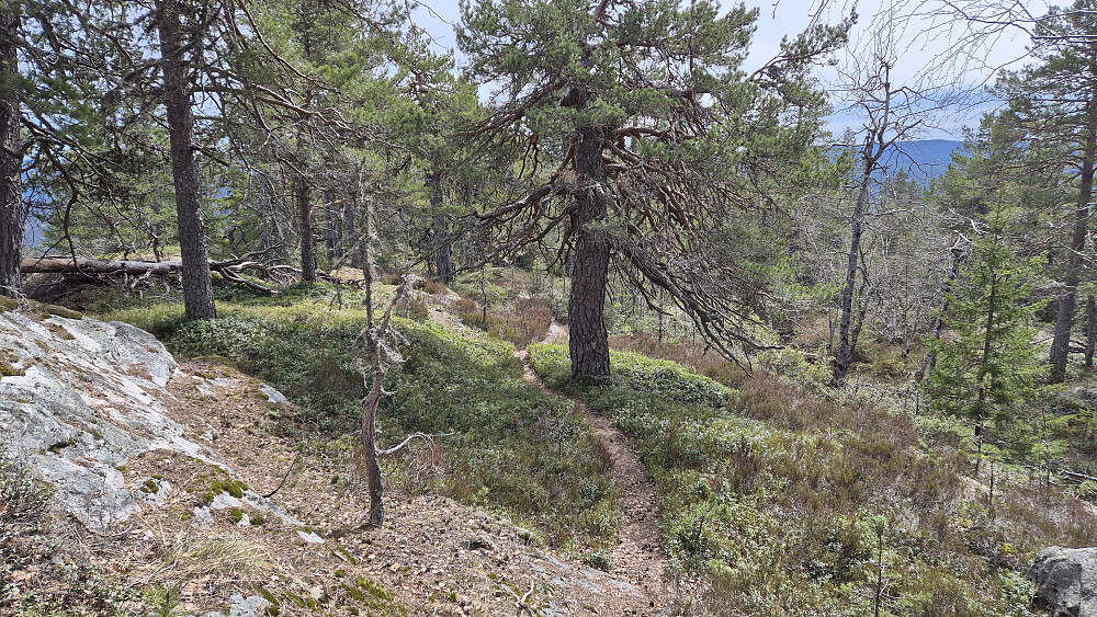 Fra returen. Fin sti i nydelig skogsterreng.