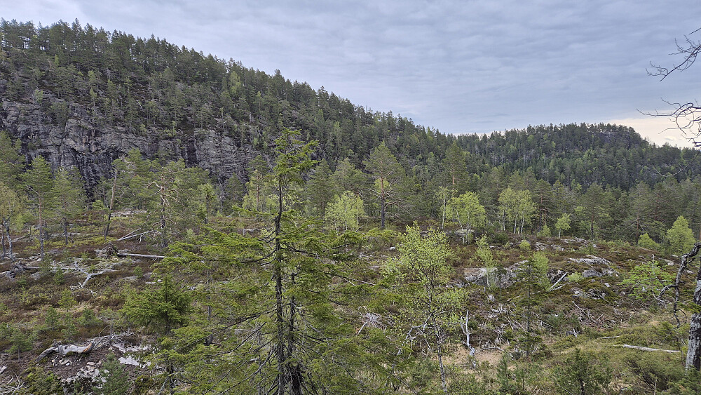 På det flate området litt nord for Gongefjell (396). Snart kom jeg ned på en traktorvei som går i et dalsøkk nedenfor den stupbratte bergveggen til venstre. Åsen bak til høyre er Nordheia (409).