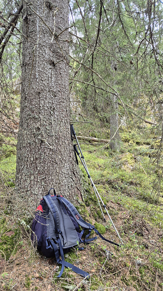En av de mer røslige og solide granene jeg passerte under oppstigningen mot Stulsfjellet (480).