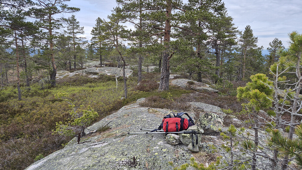 Mot nordvest var toppområdet på Stulsfjellet (480) preget av åpen furuskog og partier med svaberg. Trivelig terreng å gå i. 