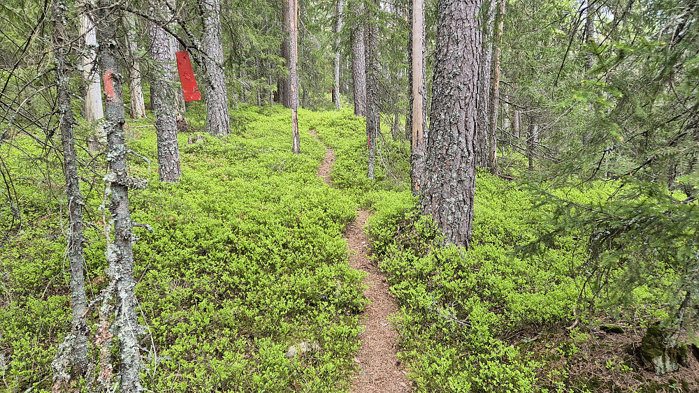 På stien oppover mot Åslandsfjellet (358). Frisk farge på blåbærlyngen nå.