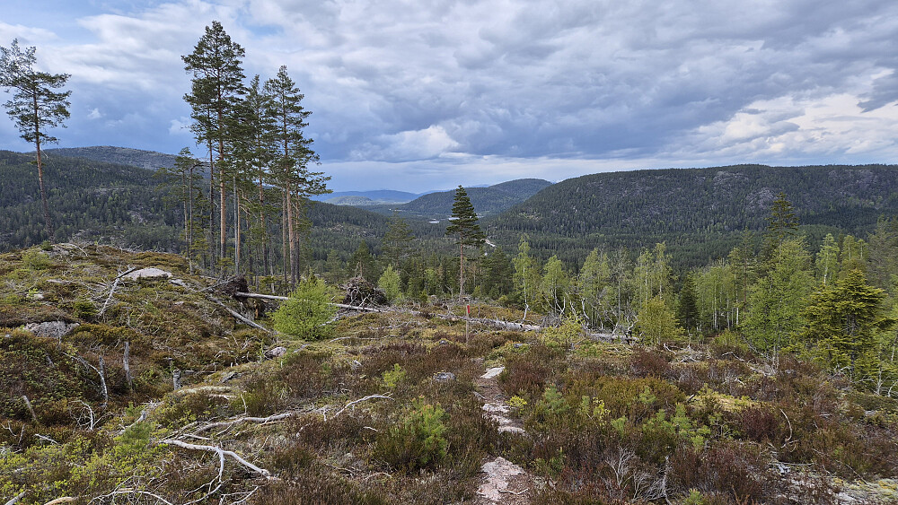Litt nord for kraftlinja, hvor jeg følger stien nordover på vei ned mot Åsland. På grunn av hogstfeltet var det god utsikt i flere retninger i dette området. Her ser vi mot nordvest. Den flate åsen bak til høyre er Meheia (431). Litt lengre bak og nesten midt i bildet ses Stulsfjellet (480).