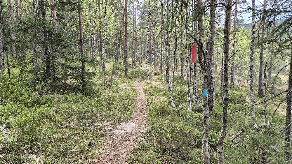 Både rød- og blåmerket, tydelig og fin sti mot slutten av turen. Her er jeg ved sørenden av myra på Kjerrgjelkåsa.