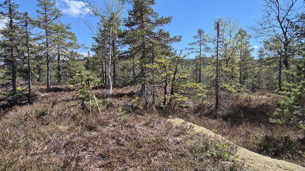Flatt toppområde på høyden Øst for Svanstul (639).