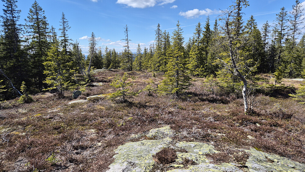 Fra toppen av Svanstulfjellet (723) var det åpent noen meter vestover. Men lite utsikt allikevel.