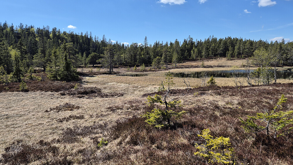 Myrområdet før turens siste topp, Øst for Flekkerhytta (670), som er kollen til venstre. Vannet til høyre i bildet er tjern 636 moh.