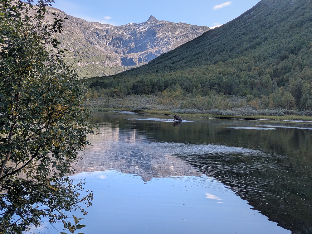 Badende elg i Rødalen