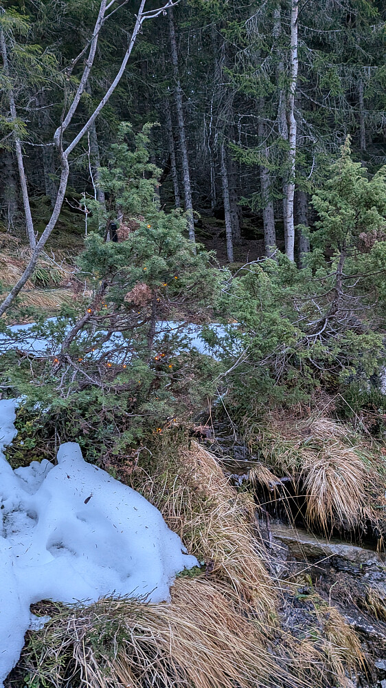 Litt julelys i skogen 