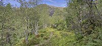 The trail/road to Norddalen