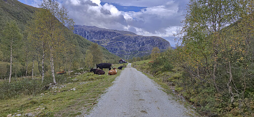 Approaching Vetlestølen with Stalheimsnipa in the background
