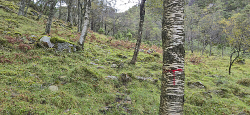 Tractor road turning into a weak trail