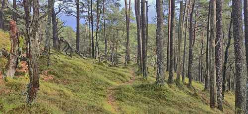 The nice trail from the cabin to the parking lot