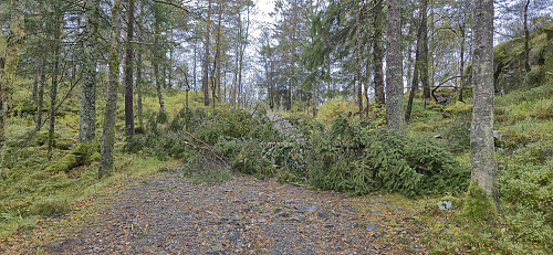 Tree blocking the road just below Munkegrind