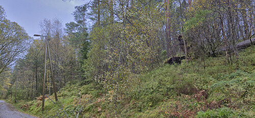 Part of a tree hanging in the cable between street lights on the road along Langevantnet