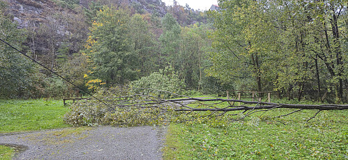 Two of the many fallen trees at Hellen festning