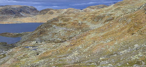 A large herd of reindeer south of Ytredalsvatnet (zoomed in)