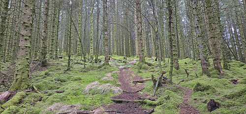The trail from Tellevikvegen